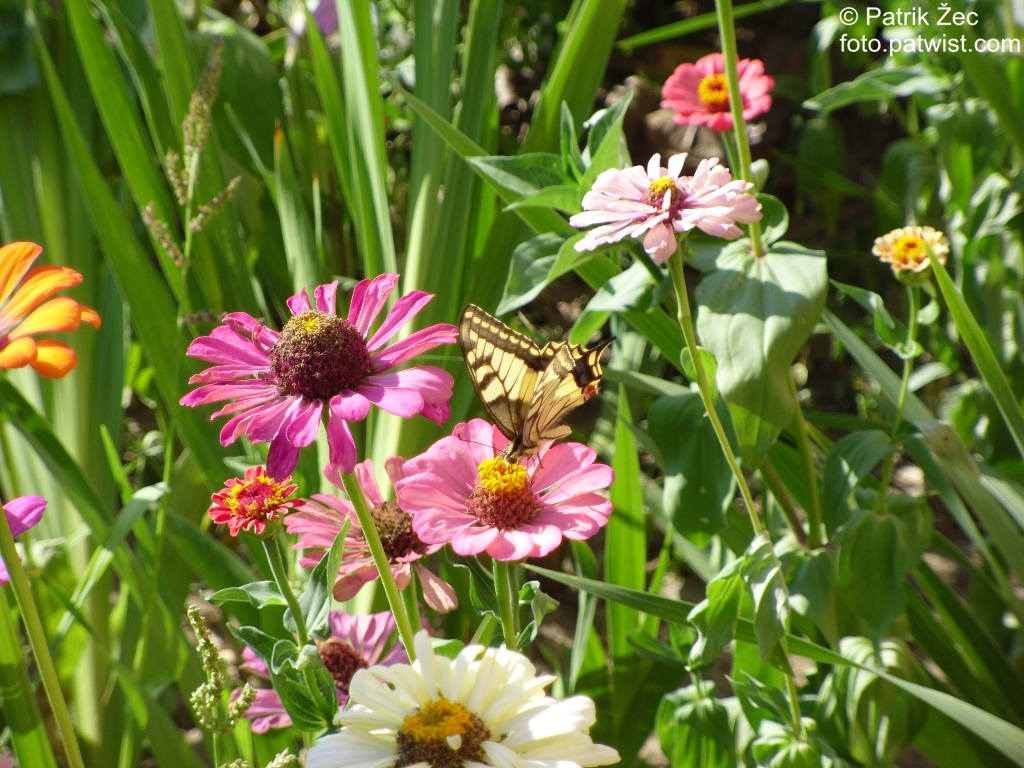 kvety-motyl-priroda-zvierata-hmyz-11-08-2013
